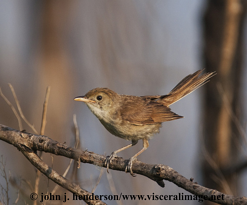 ������������ ���������